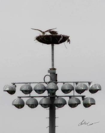 The finished Osprey nest over the Mesa stadium lights.