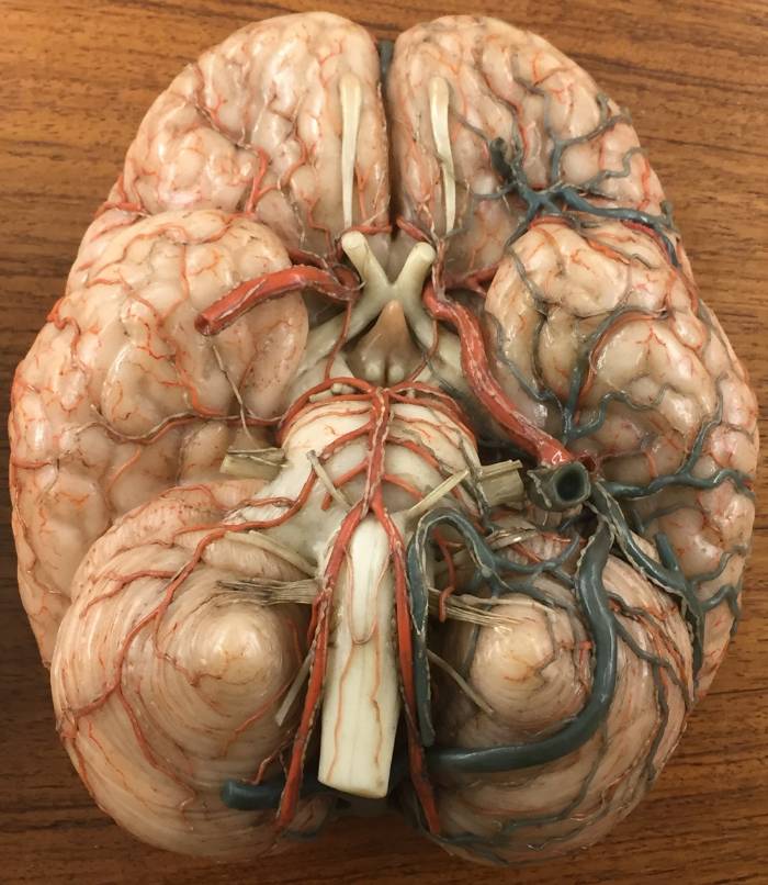 Wax Brain Model by Luis Cattaneo
